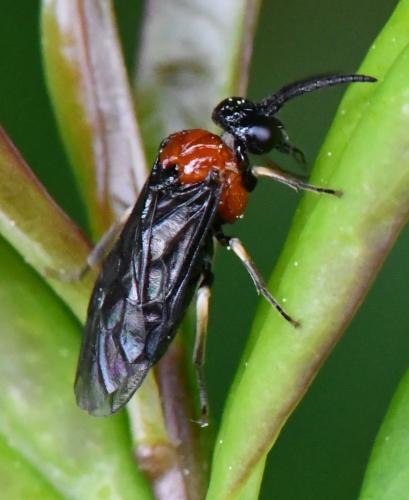Réf. 283 094 : Eutomostethus ephippium